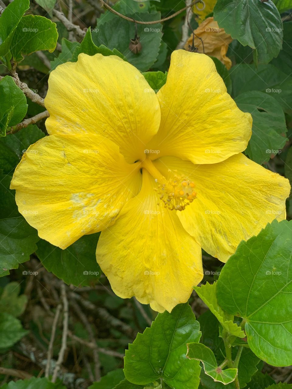 Hawai’i Hibiscus 