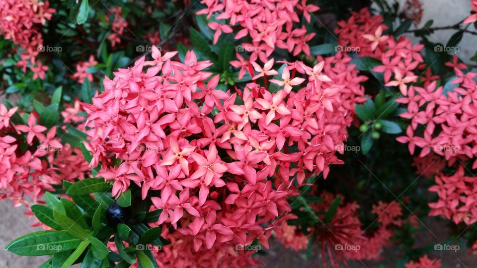 red flower that is blooming