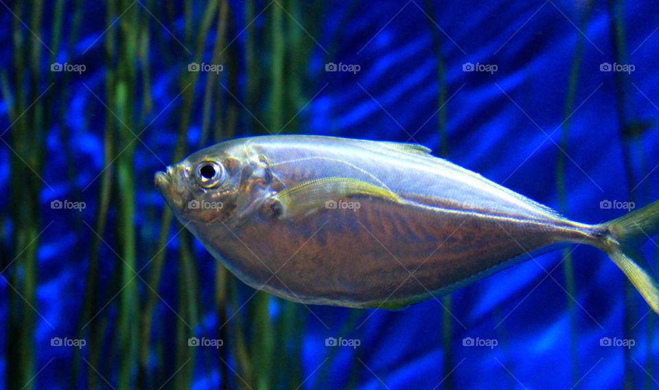 This is a fish swimming in an aquarium at the Newport Aquarium in Kentucky.