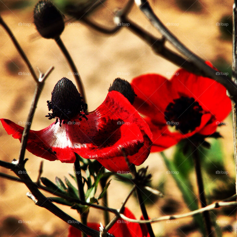 flowers red life death by hofit25