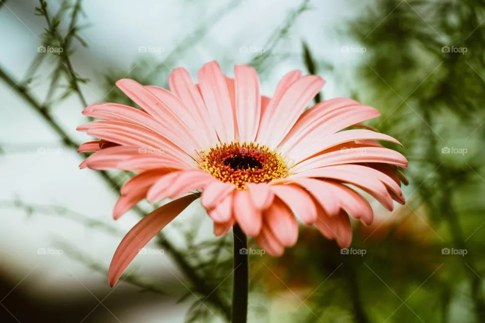 flower click