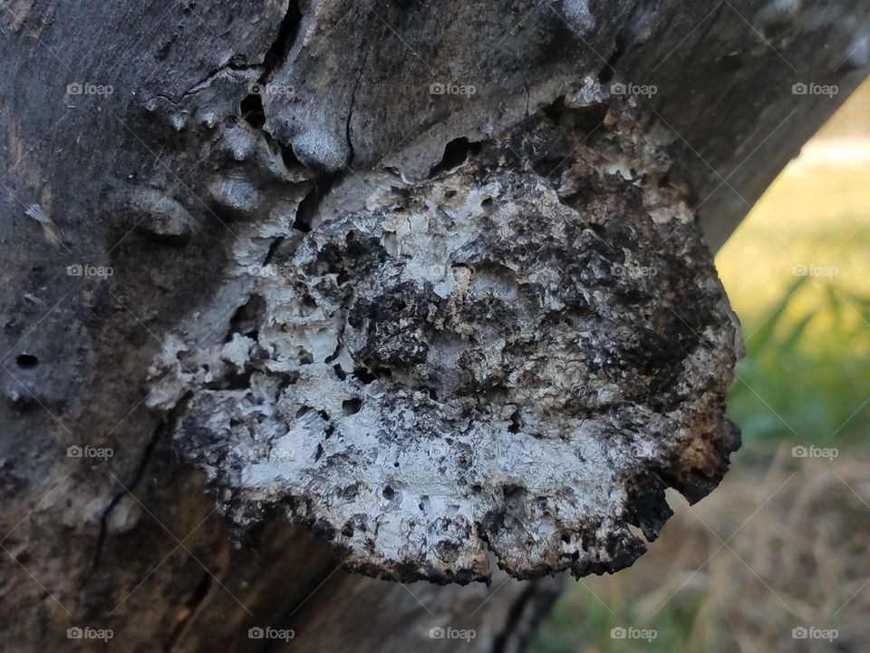 Dead Mushroom on Tree
