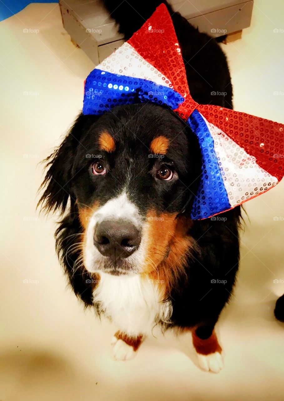 Just a dog and his bow 