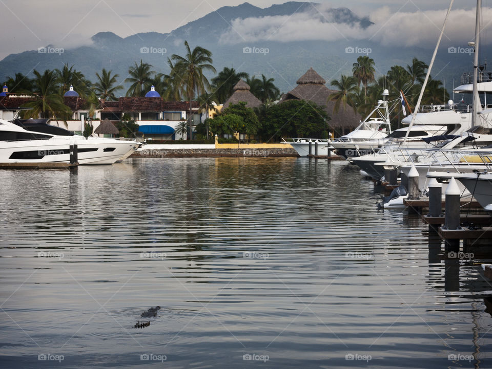 This is the Puerto Vallarta Marina. There are very strict no swimming or fishing rules at the marina. See if you can figure out why from this photo. I'll give you a hint: The answer is about 7 ft. long and swimming in the bottom left quadrant of this photo.