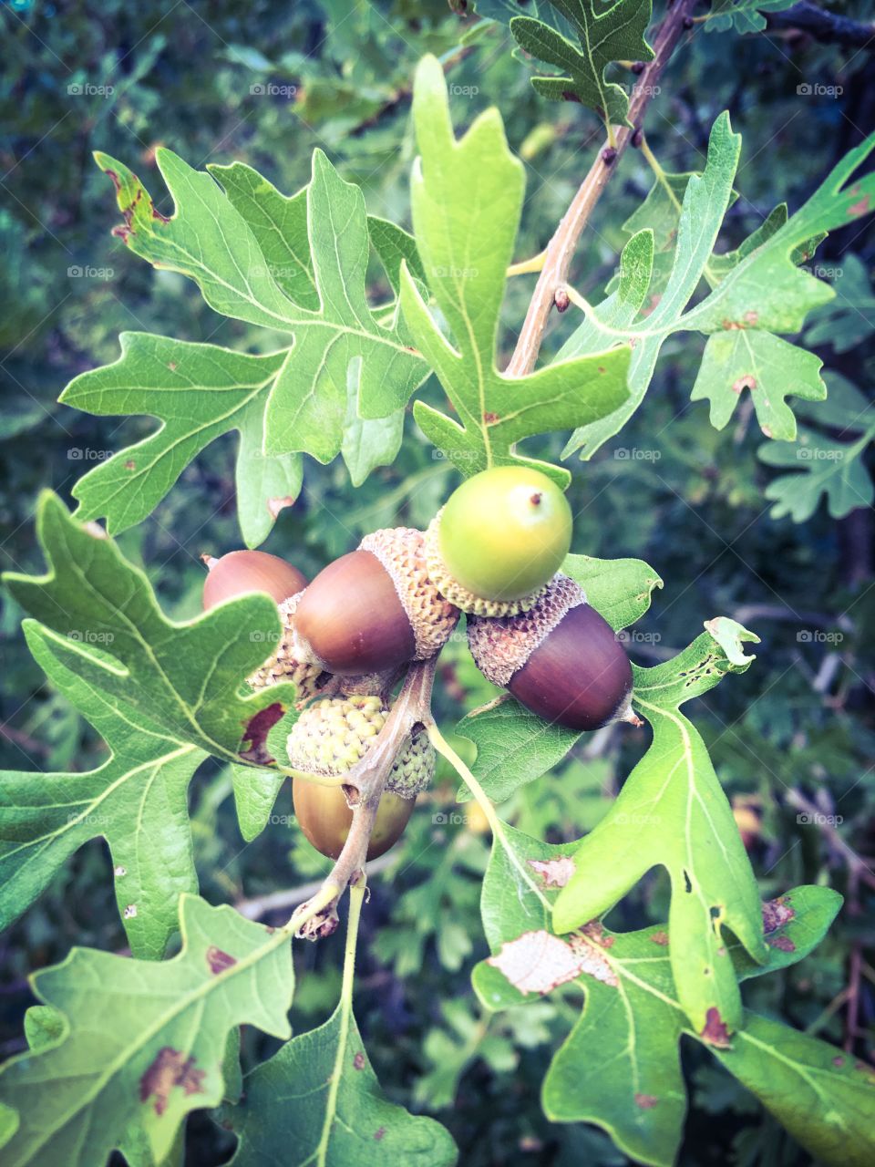 Acorns 