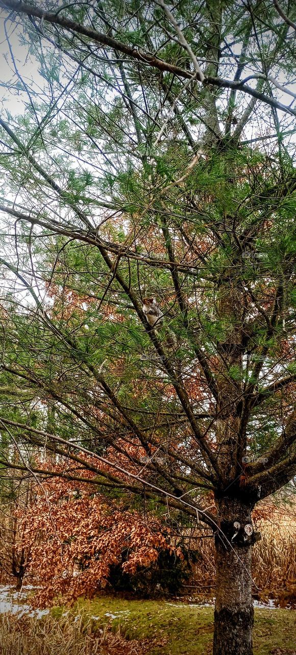 Hidden Squirrel in Autumn Tree