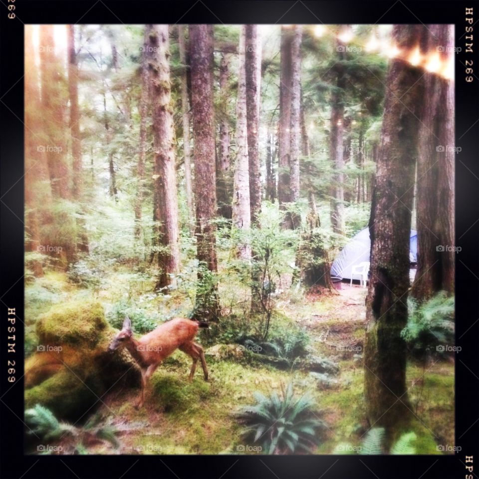 A deer crosses a campground in Telegraph Cove, Vancouver Island.