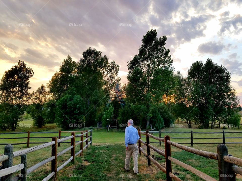 No Person, Tree, Outdoors, Fence, Grass