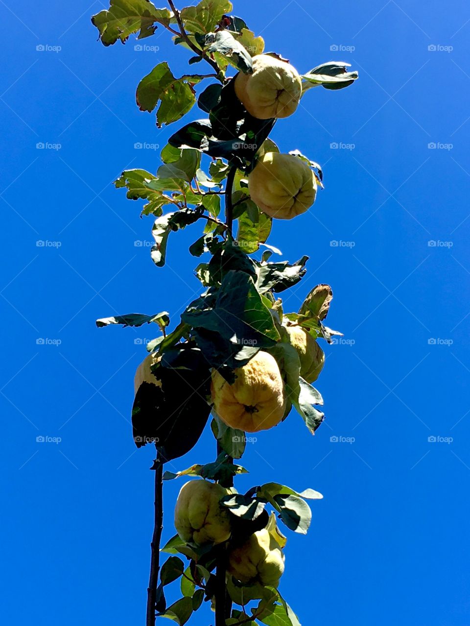 Quince fruit on a tree branch shooting straight upward skyward against vivid blue sky