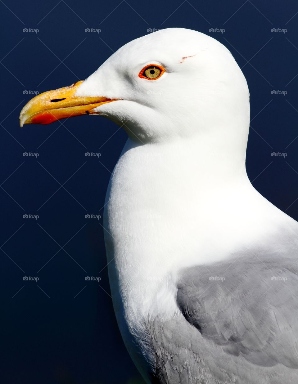 Herring Gull