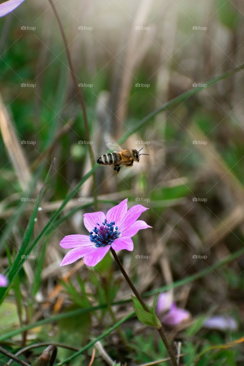 A bee flies over its food in the spring🐝 Apis mellifera