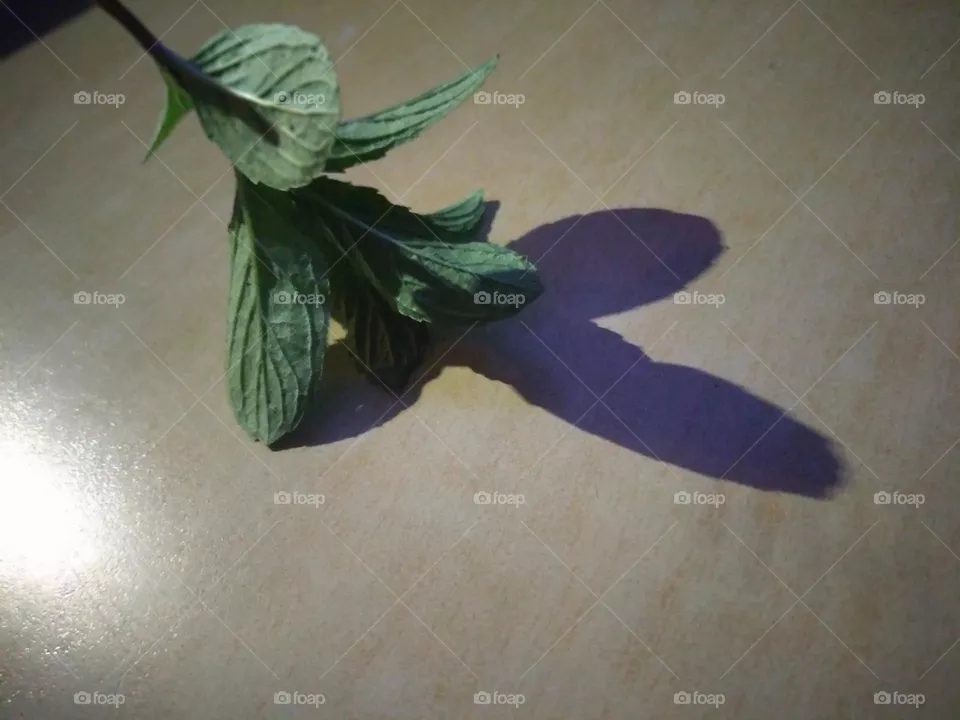 Mint leaf