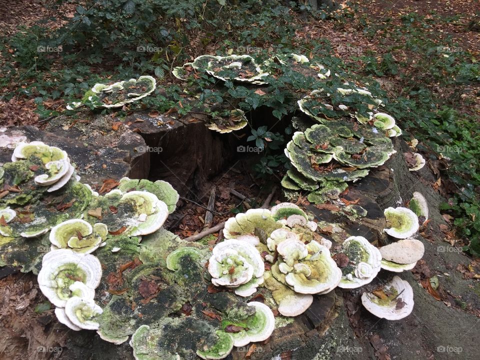 Autumn in a park in Antwerp