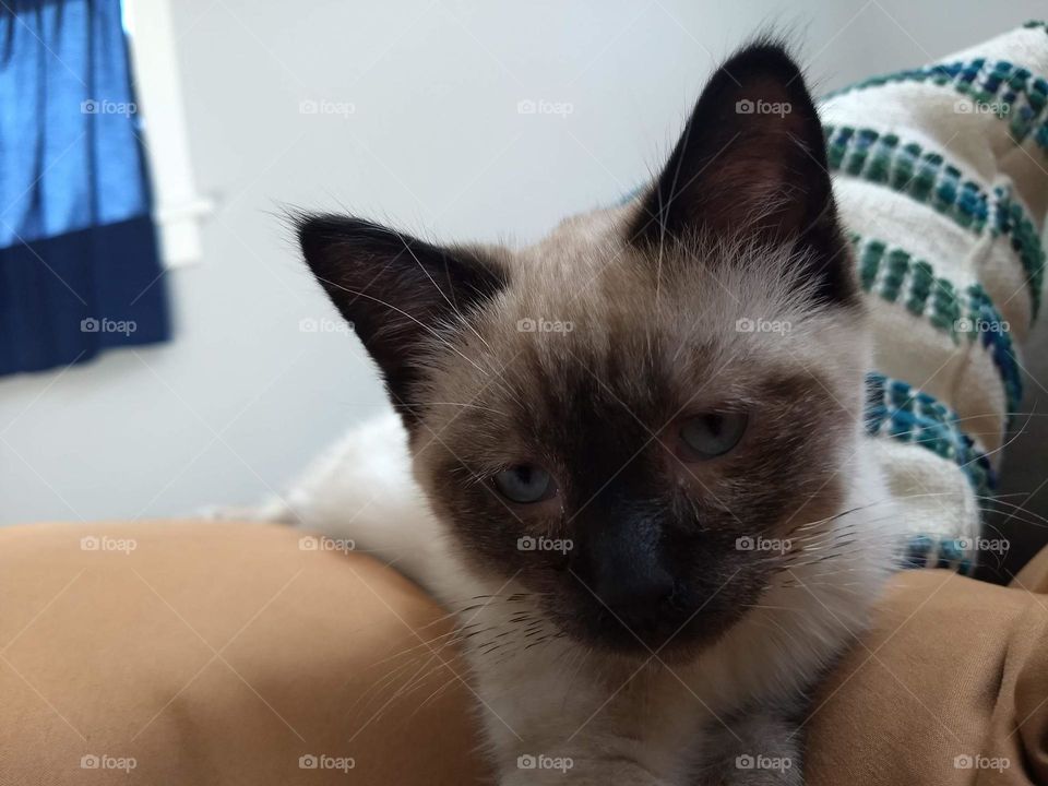 Siamese kitten