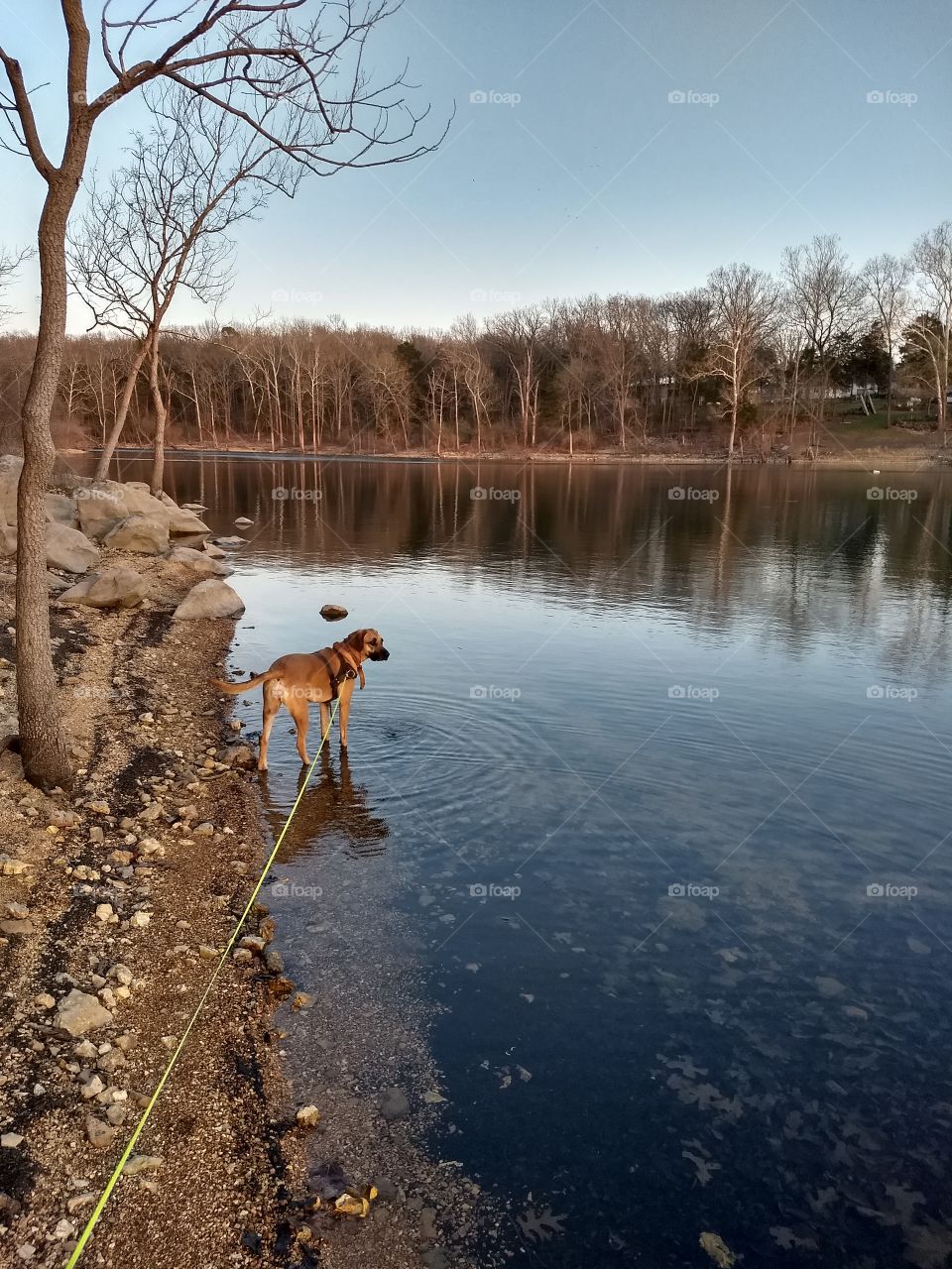 Tablerock Lake State Park, with my dog, Sasha wading in...