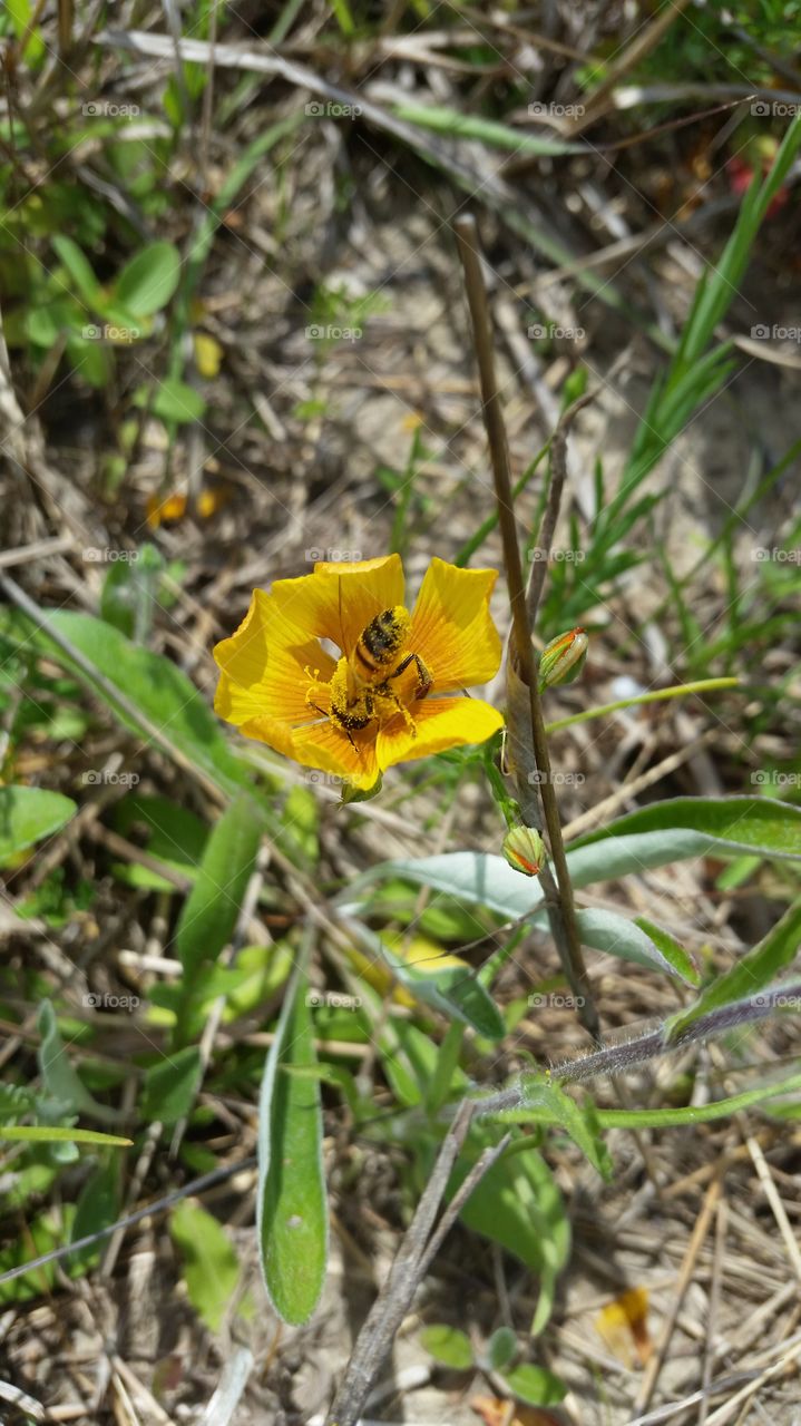 honey bee wild flower
