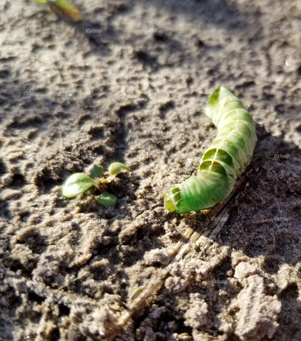 Little green Caterpillar in the garden.