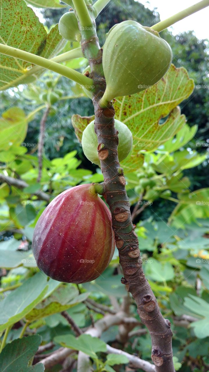 Figs growing on tree