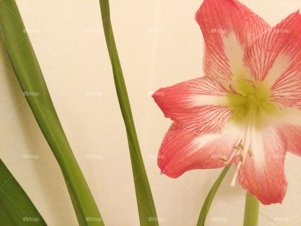 Amaryllis
