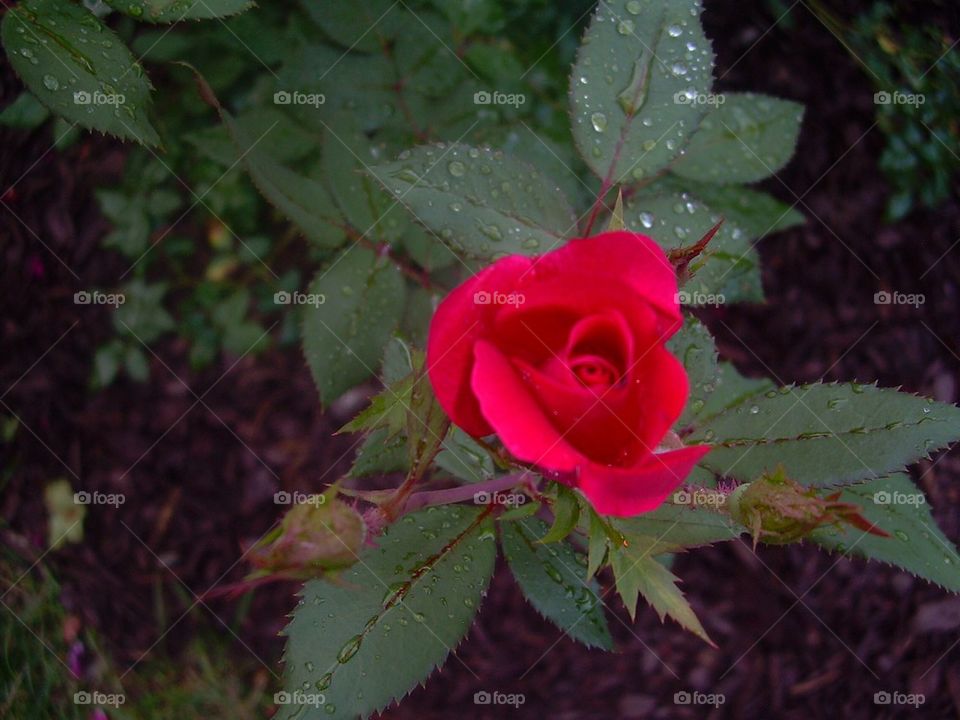 Rose bud in the rain