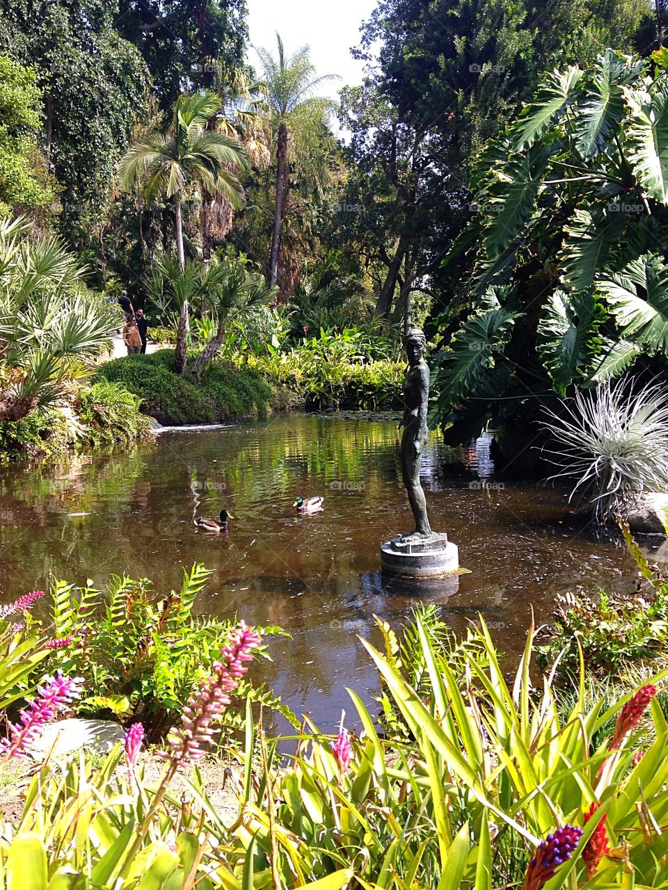 Gorgeous pond - Huntington botanical garden 