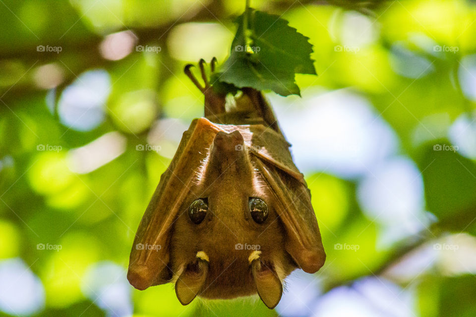 fruitbat hanging from a tree