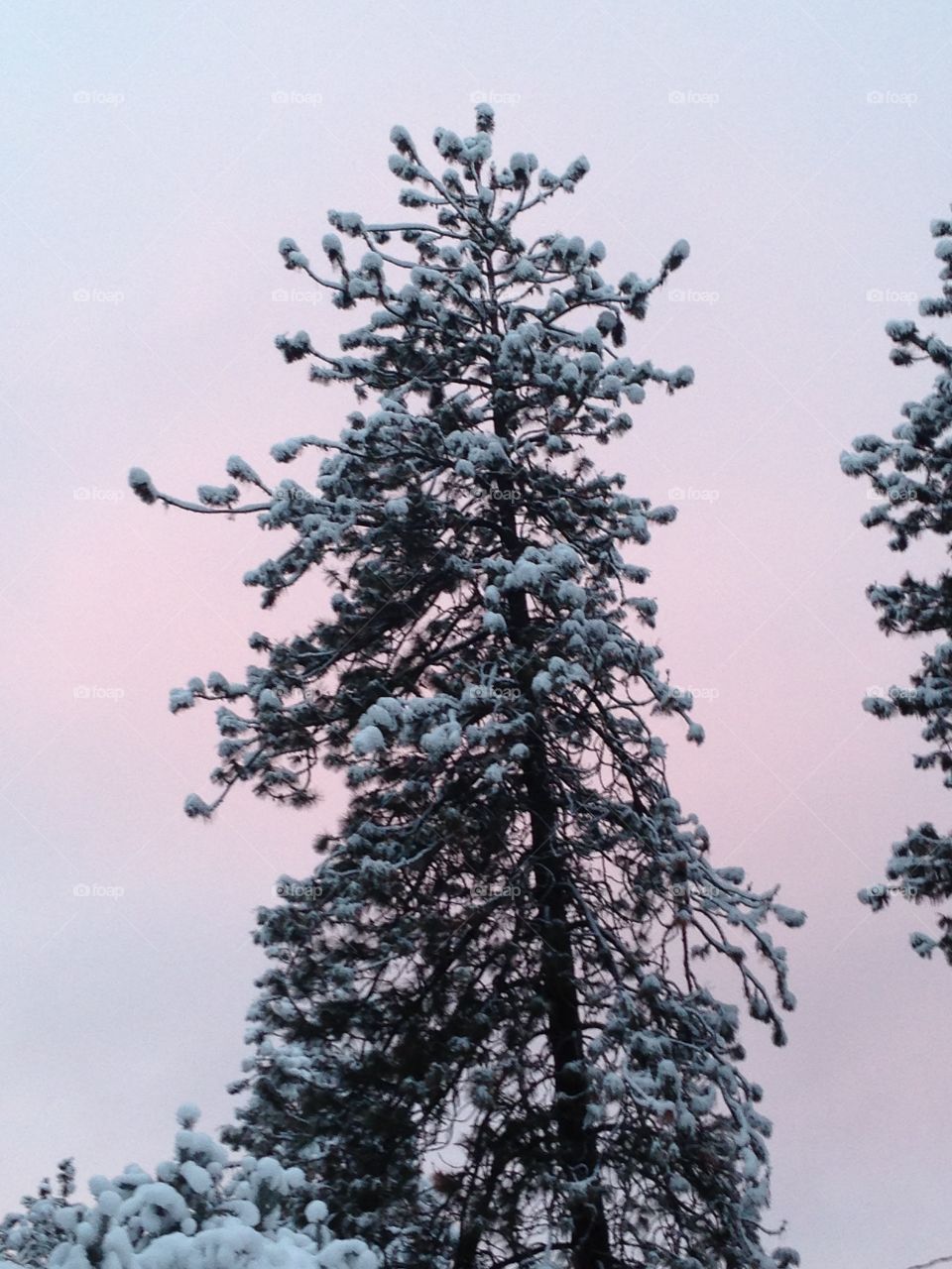 Snowy tree at sunset