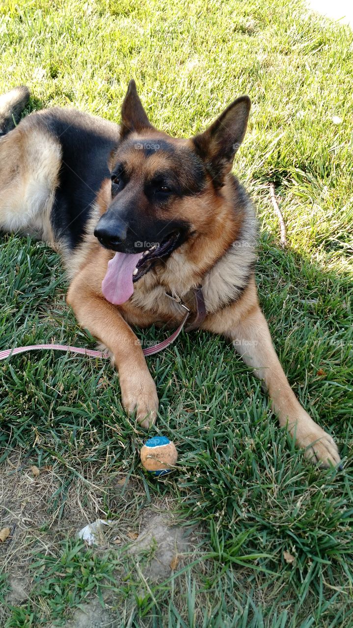 Large German Shepherd laying on grass on a nice day.