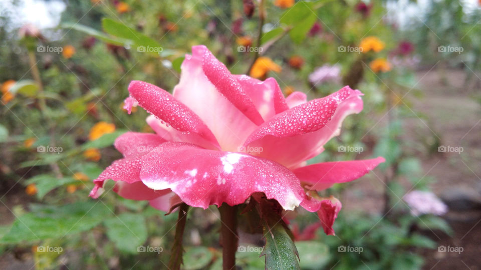 Flower photography - Pink coloured Rose flower with tiny water droplets on it's petals. having blur background.