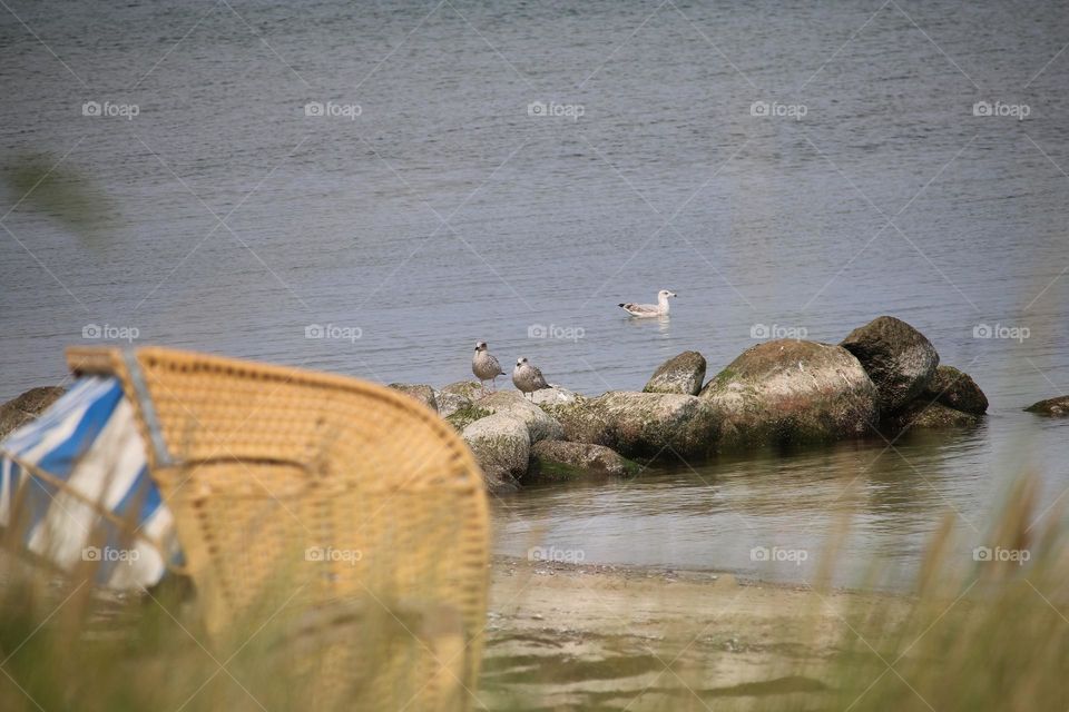 refuge of the seagulls, the rocks on the beach