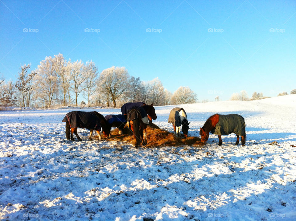 snow winter sweden horses by foapsus