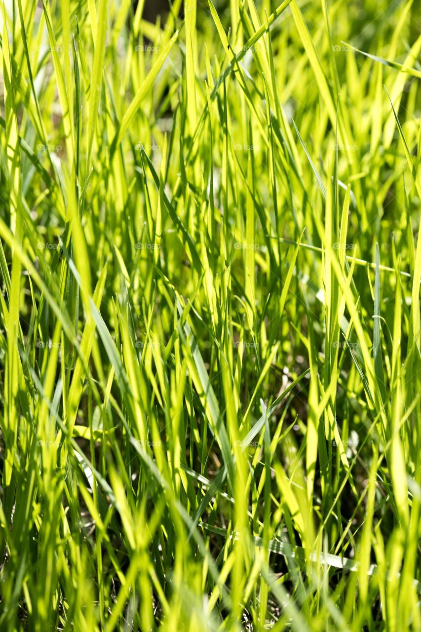 Grass close up background nature therapy amazing wildlife beautiful naturalism macro microcosmos super view