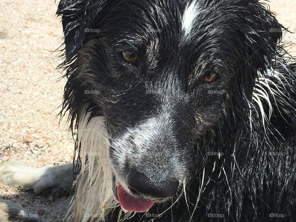 Wet border collie at beach