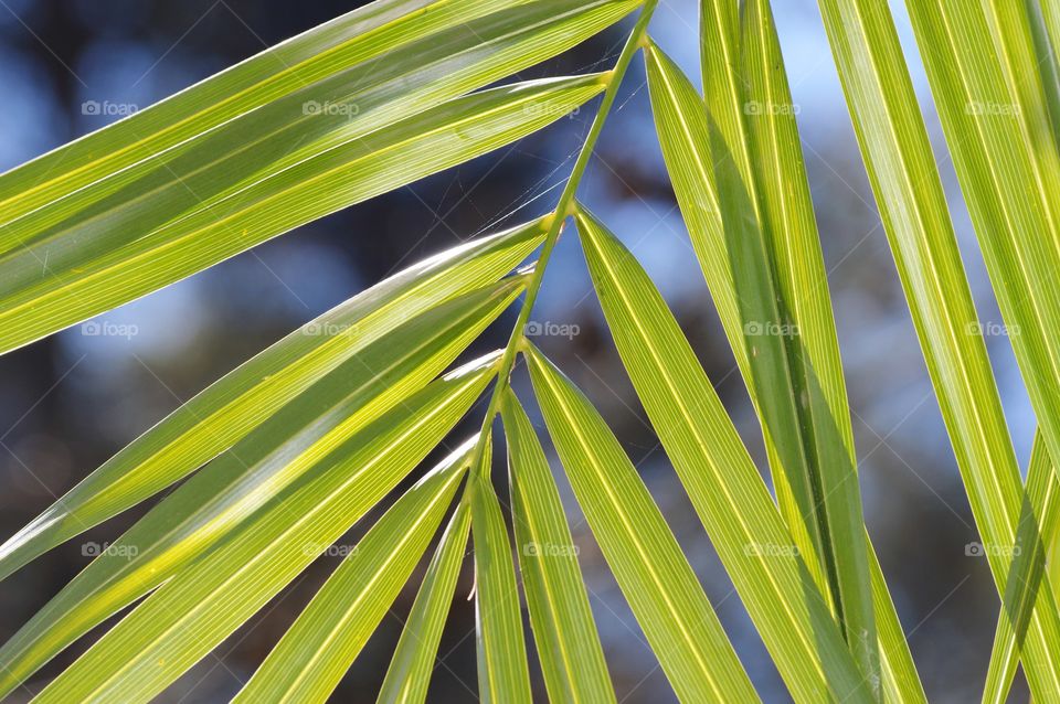 nature's beautiful Green leaf with blue sky in the background