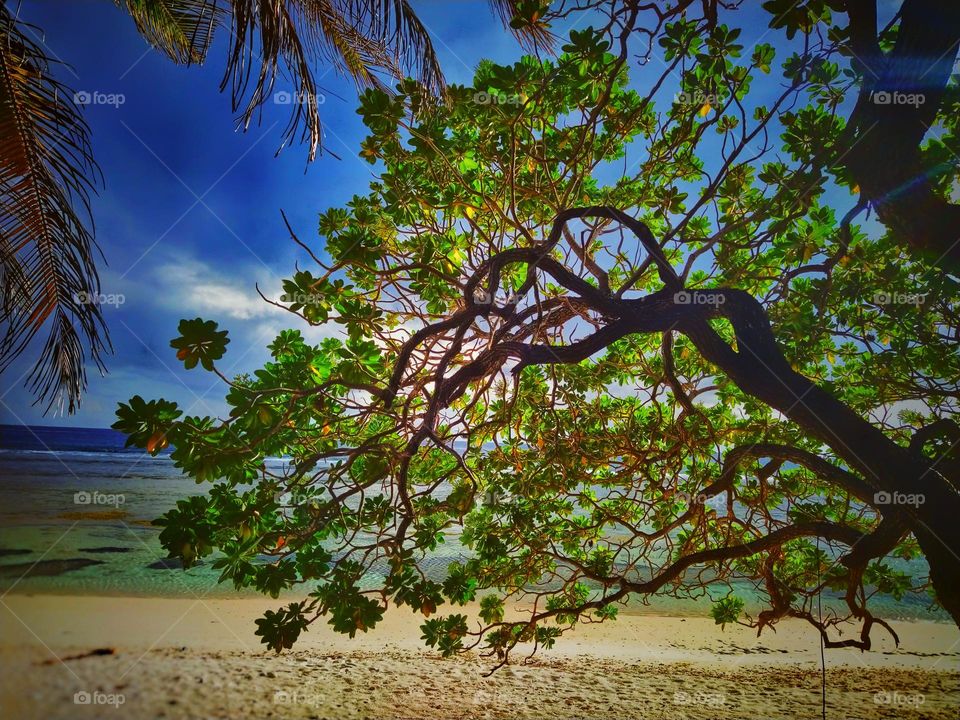 Sea view through green tree in the sea beach of Fuvahmulah island, Maldives