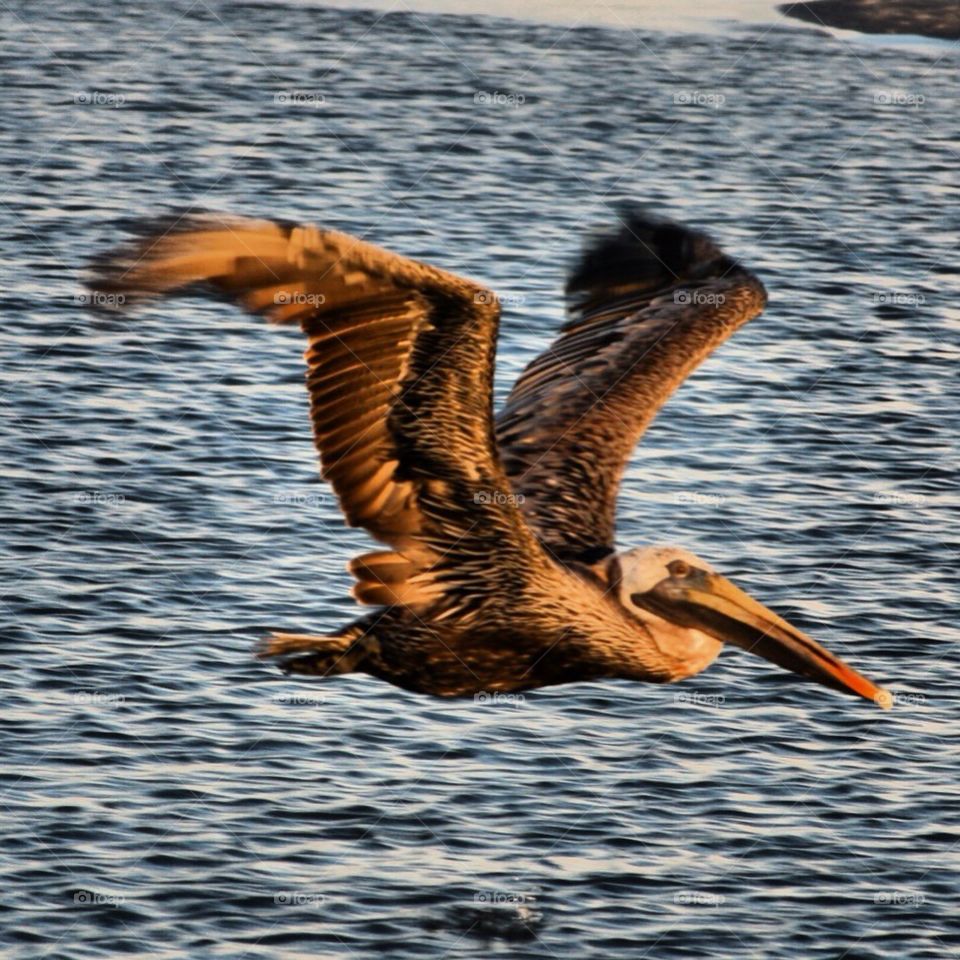 Pelican 