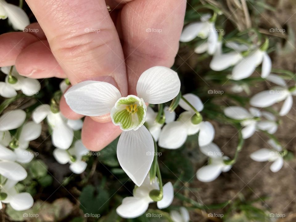 Little Snowdrops making an early appearance… Feb 2023 🤍