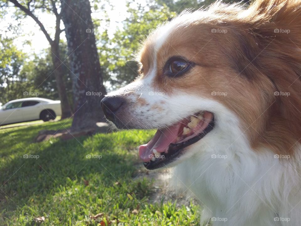 Side view of dog with mouth open