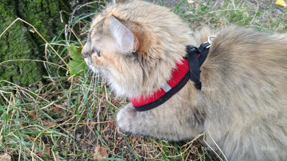 A fluffy tri-colored kitten walking in a park with red harness and leash