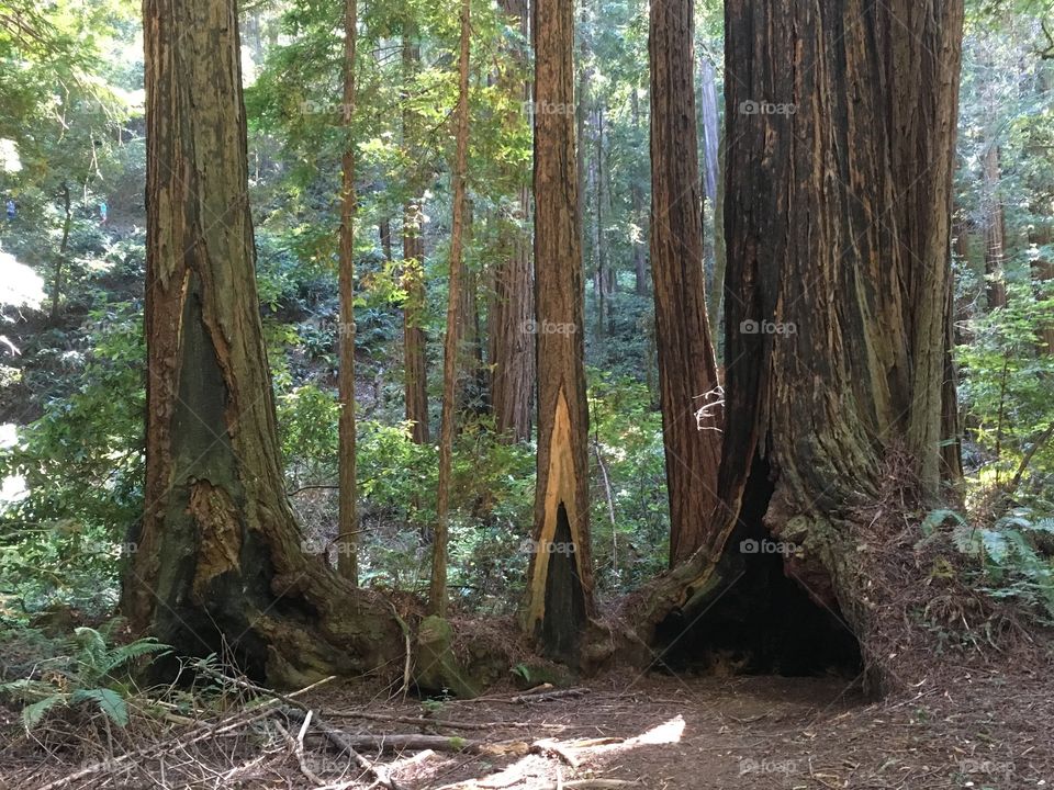 red forest