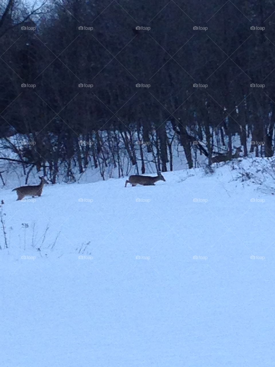 Deer in the deep snow