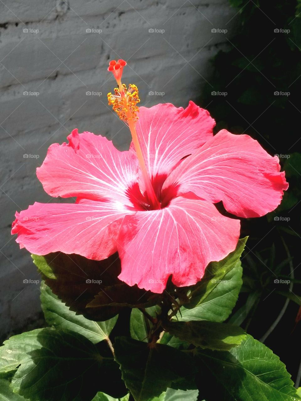 hibiscus flower