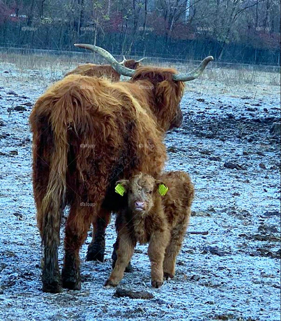 Spring. The birth of a new life. A large cow covered with long hair stands in the pasture. A small calf stands nearby and looks at the camera