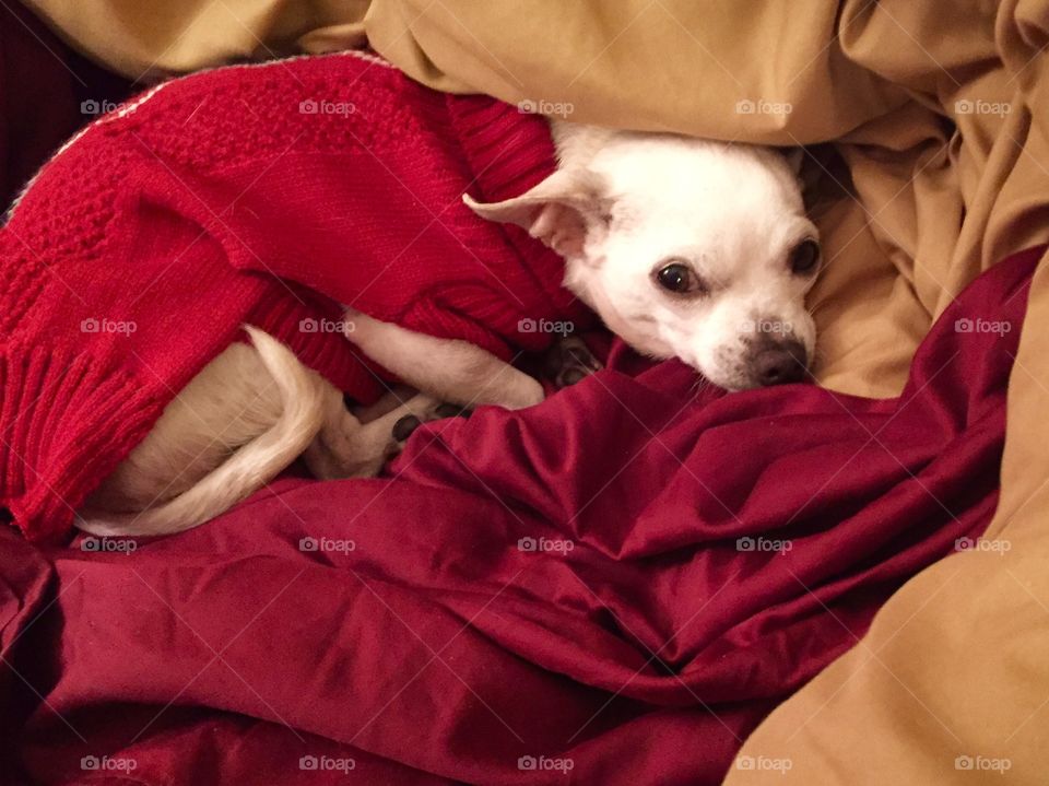 My rescue dog after I brought her home. She had terrible scars and skin soars but she snuggled up in my blankets and just slept. She knew she was safe. 