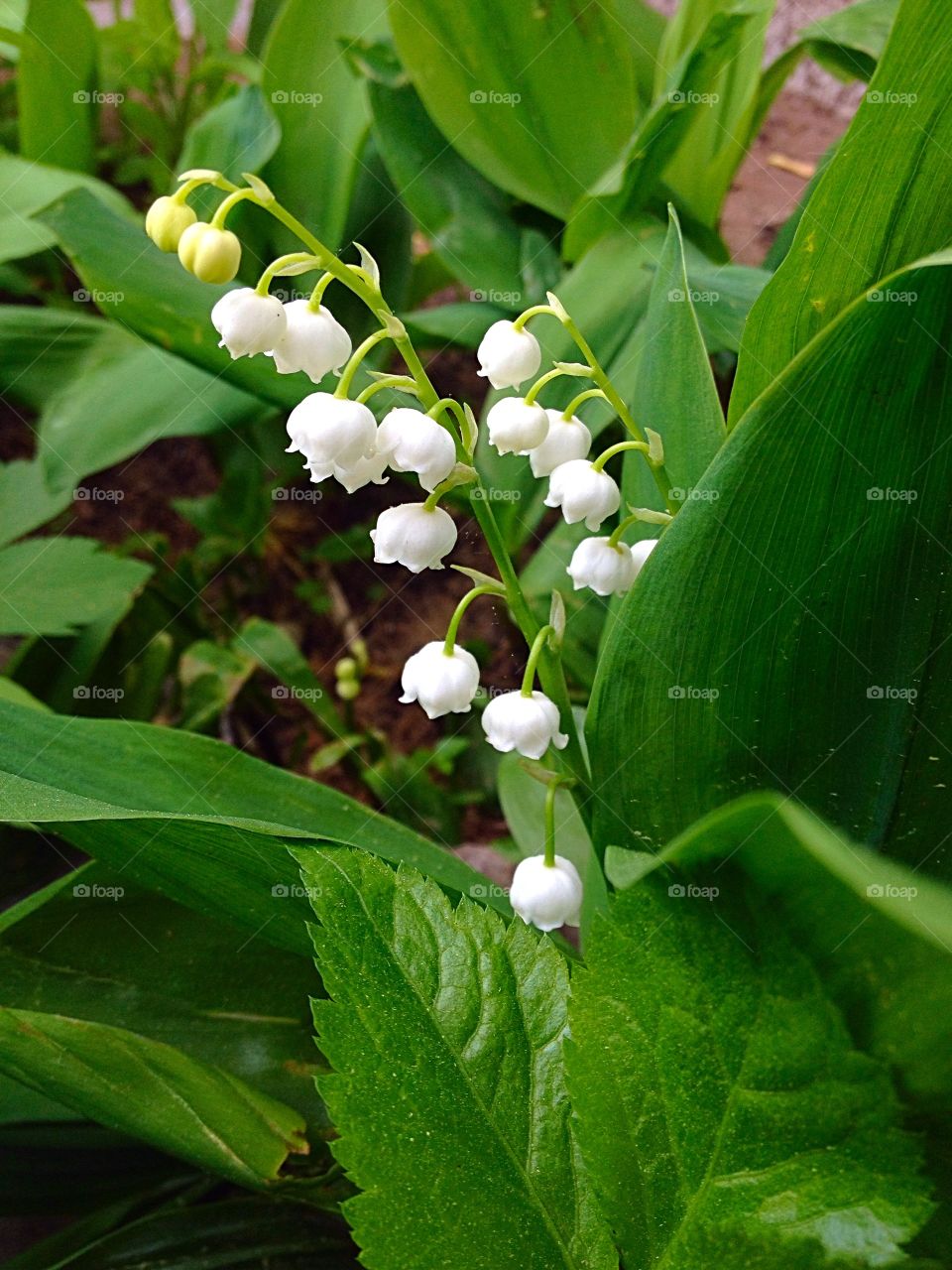 Single Lily of the Valley . Lily of the Valley flower.