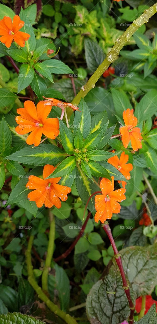 orange flowers