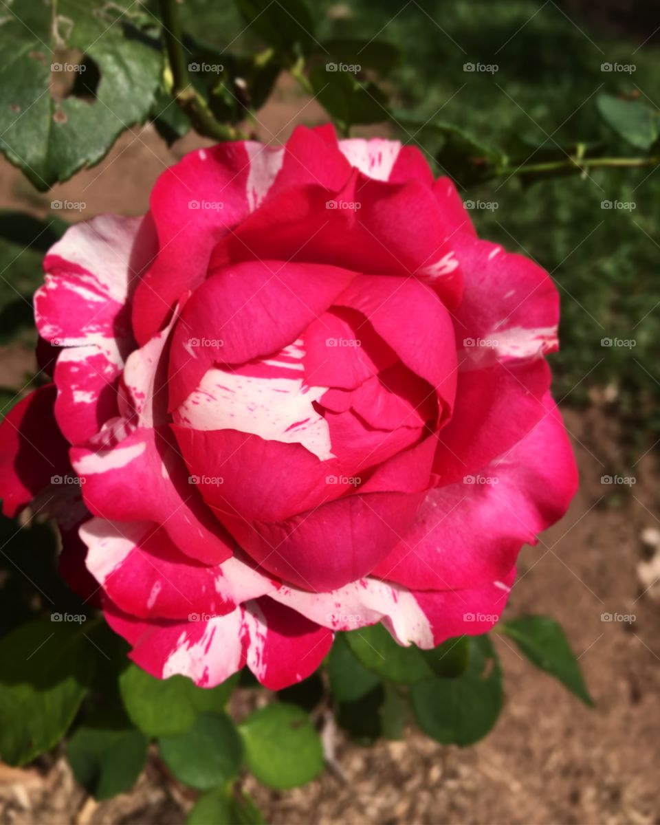 🌺Fim de #cooper!
Suado, cansado e feliz, curtindo a beleza das #flores.
🏁
#corrida
#running
#flowers
#CorujãoDaMadrugada
#alvorada
#flor