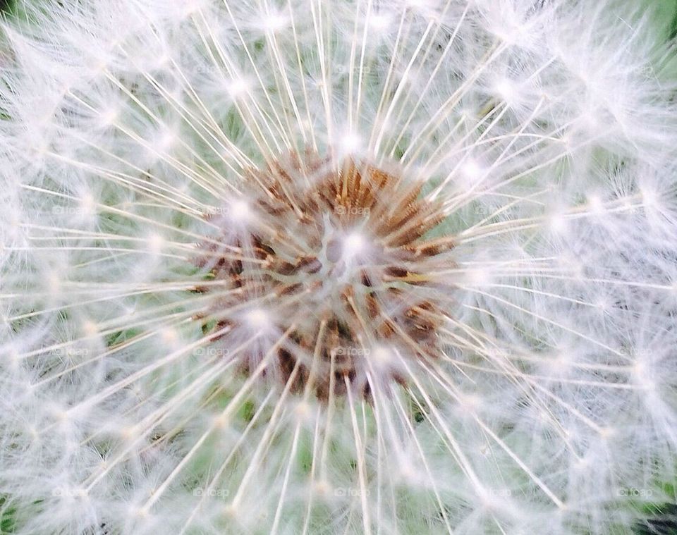 dandelion