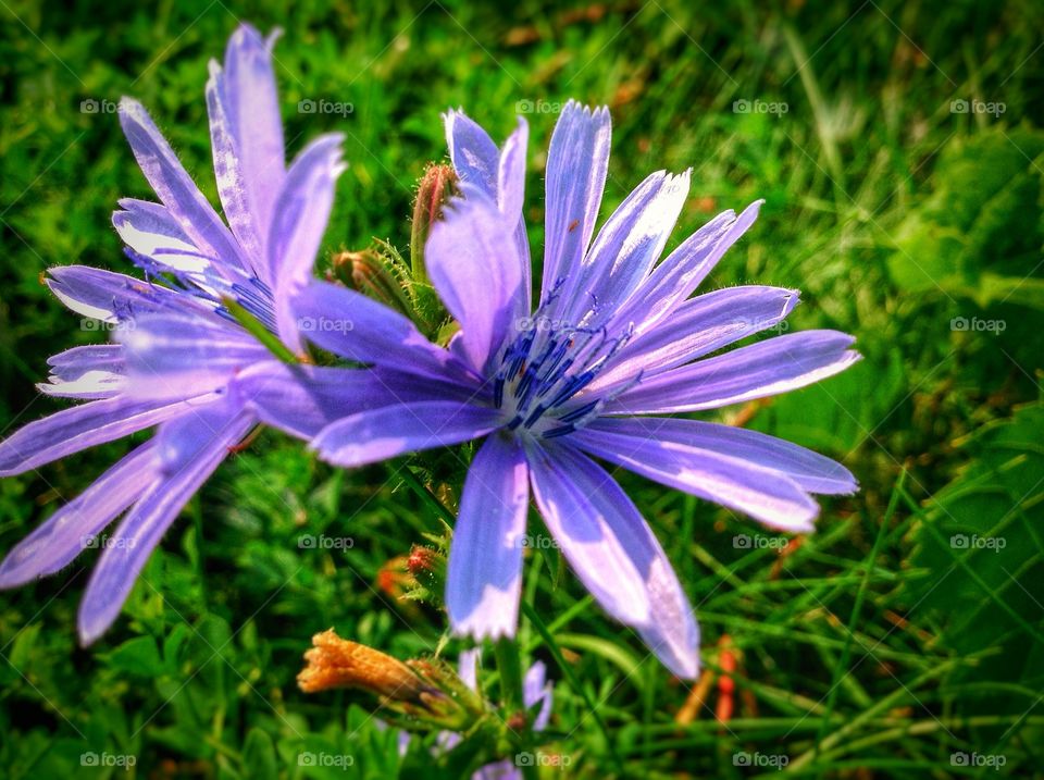 Wildflower . A blue tint flower in the park...