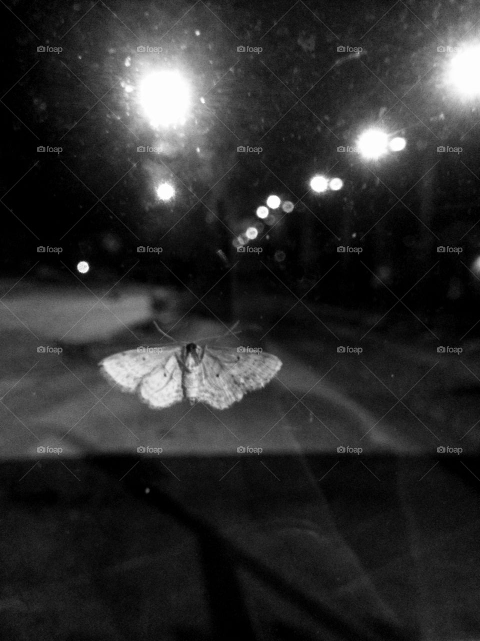 Moth at abandoned bus stop